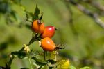 Hagebutte (Rosa canina).jpg