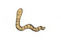 B-AnlB-Wurm.png